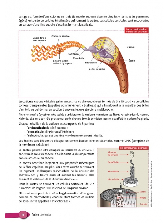 CAP Coiffure 1e et 2e années Tome 2 - Coloration et mise en forme permanente. Édition 2014 (PDF)